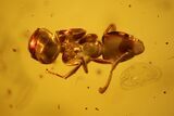 Fossil Ant (Formicidae), Fly (Diptera) & Amber Shard In Baltic Amber #142186-2